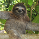 Image for article titled Lessons in World Domination: The Sloth's Sleepy Rise to Internet Fame